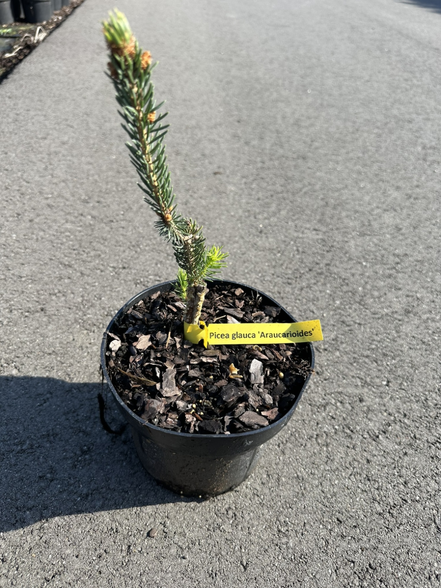 Ель канадская Араукариодес